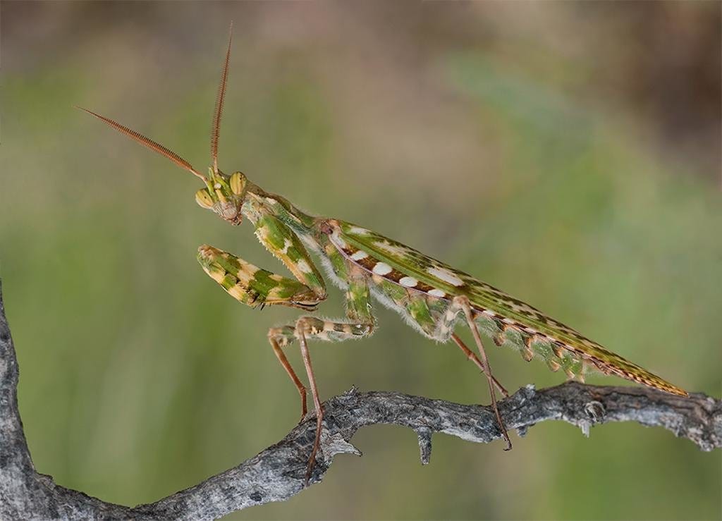 Top 10 Interesting Mantis Facts