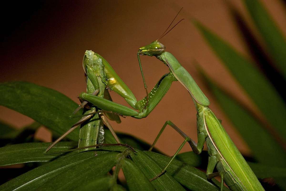 Top 10 Interesting Mantis Facts
