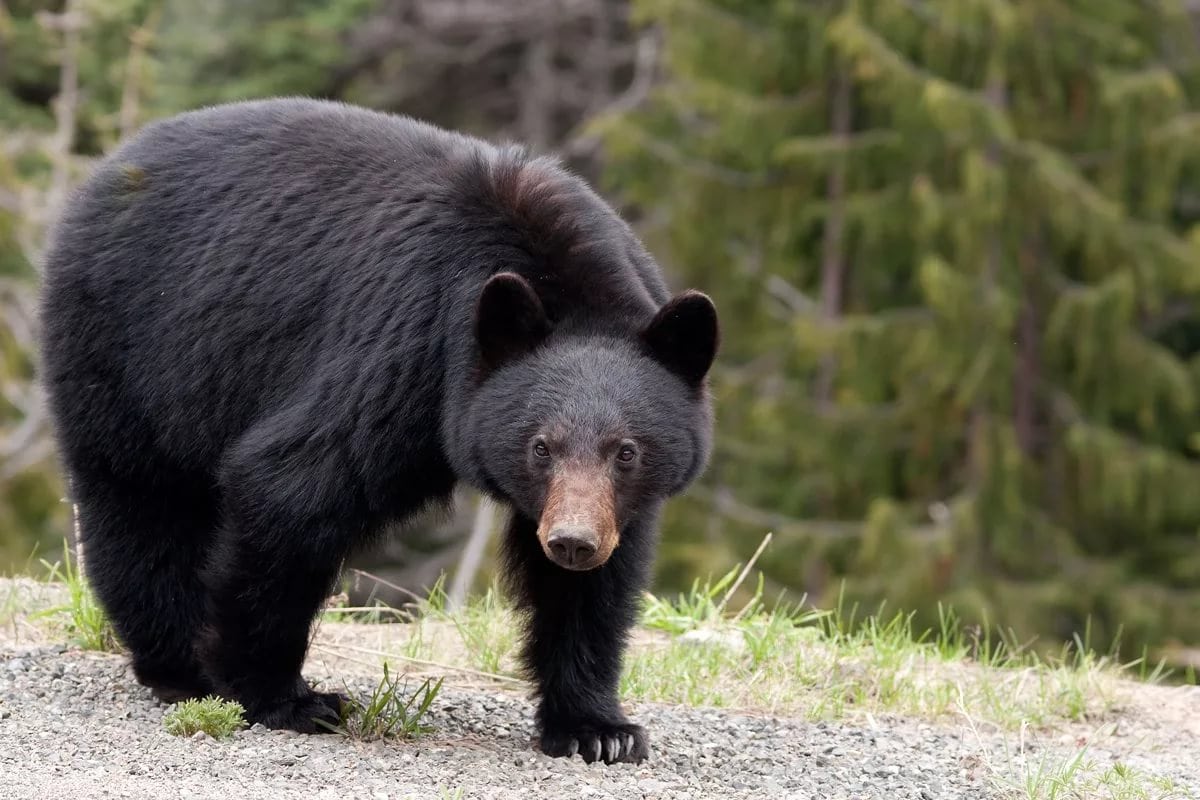 Top 10 largest bear species in the world