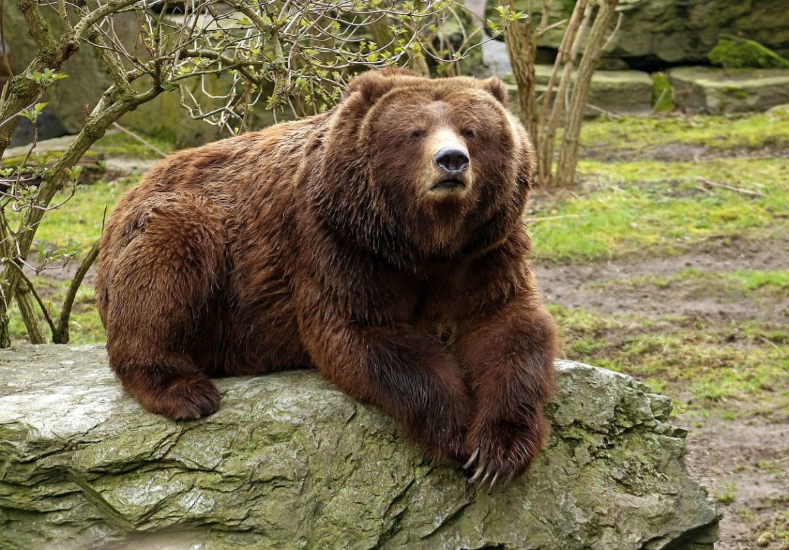 Top 10 largest bear species in the world