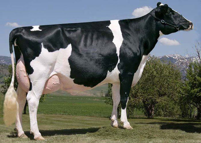 Top 10 largest cow breeds in the world