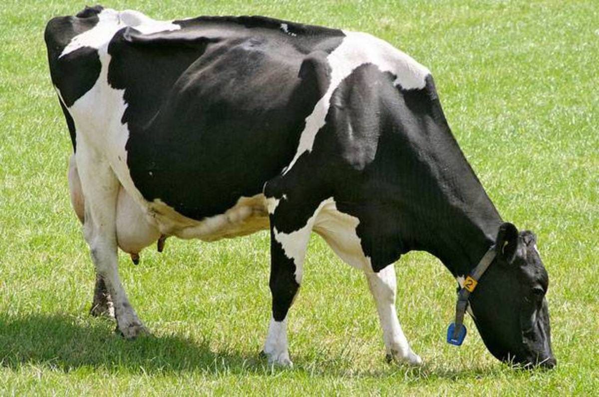 Top 10 largest cow breeds in the world