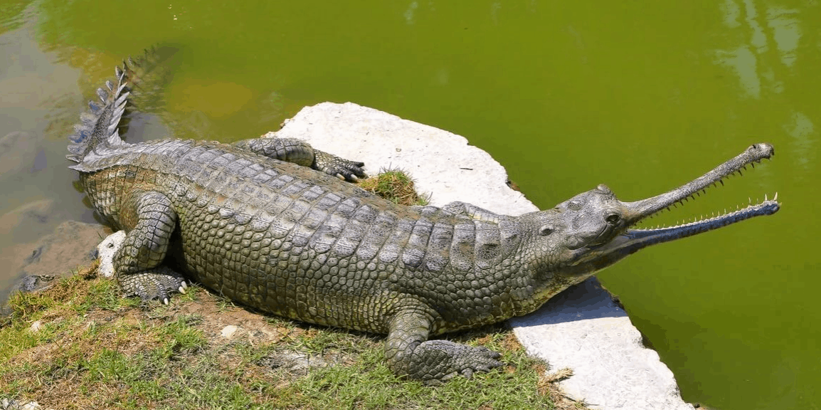Top 10 largest crocodiles in the world