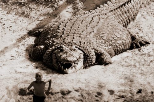 10 suurimat krokodilli maailmas
