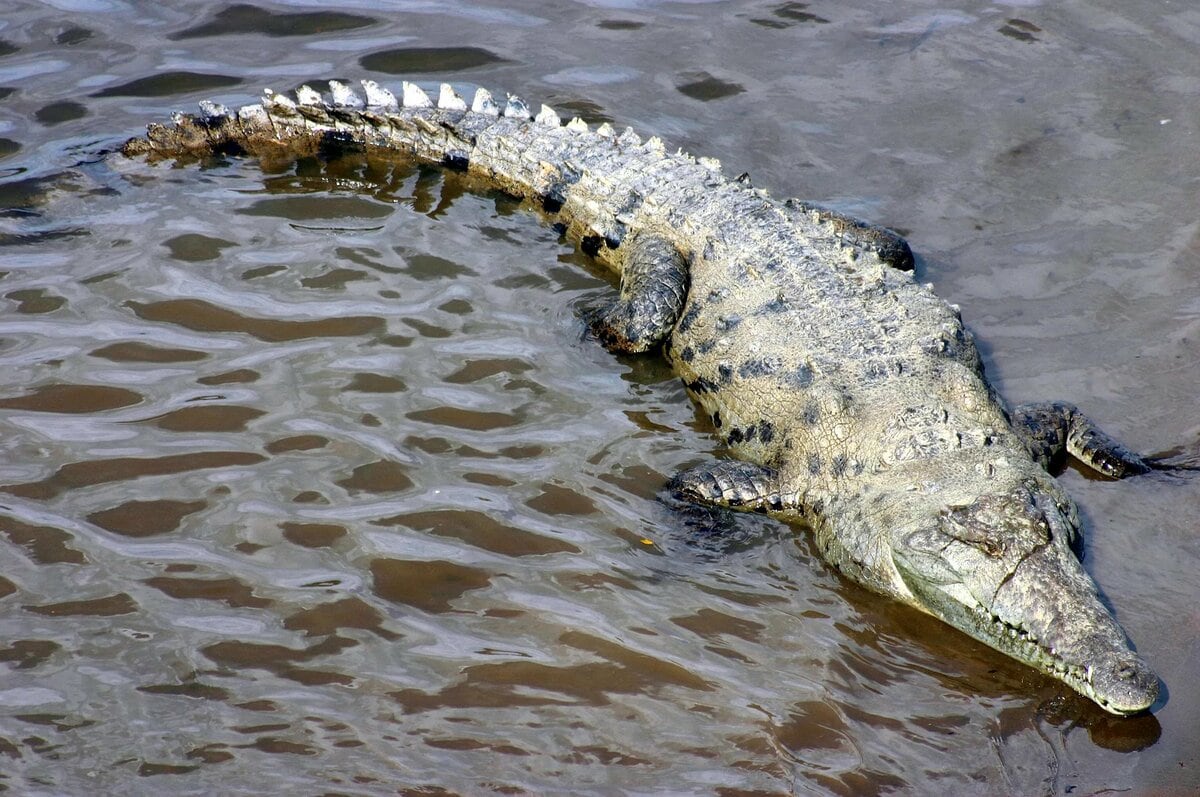 Top 10 largest crocodiles in the world