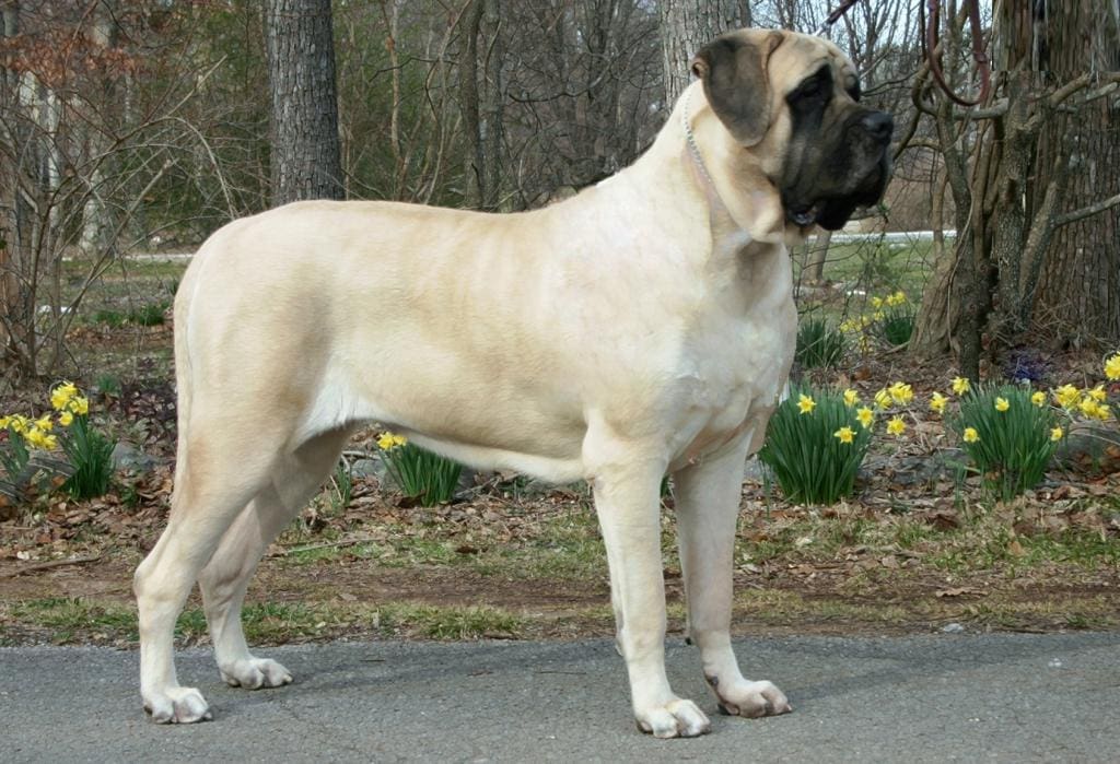 Top 10 largest dog breeds in the world - our defenders and true friends