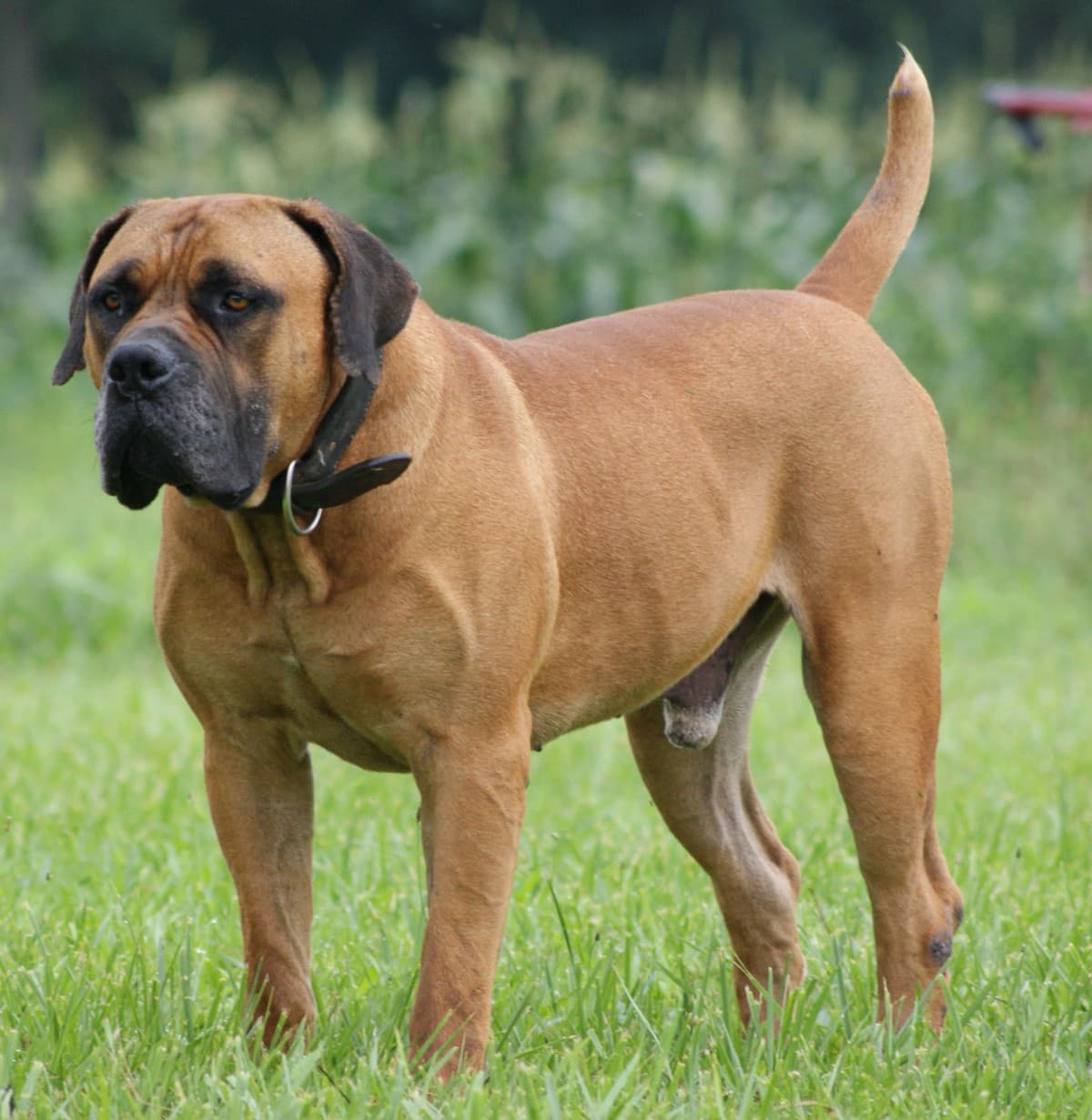 Top 10 largest dog breeds in the world - our defenders and true friends