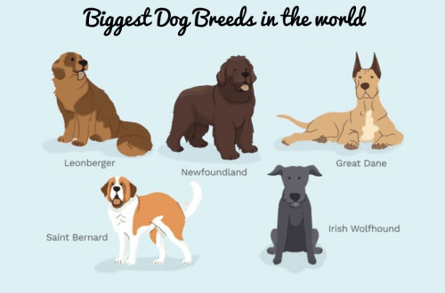Top 10 largest dog breeds in the world &#8211; our defenders and true friends