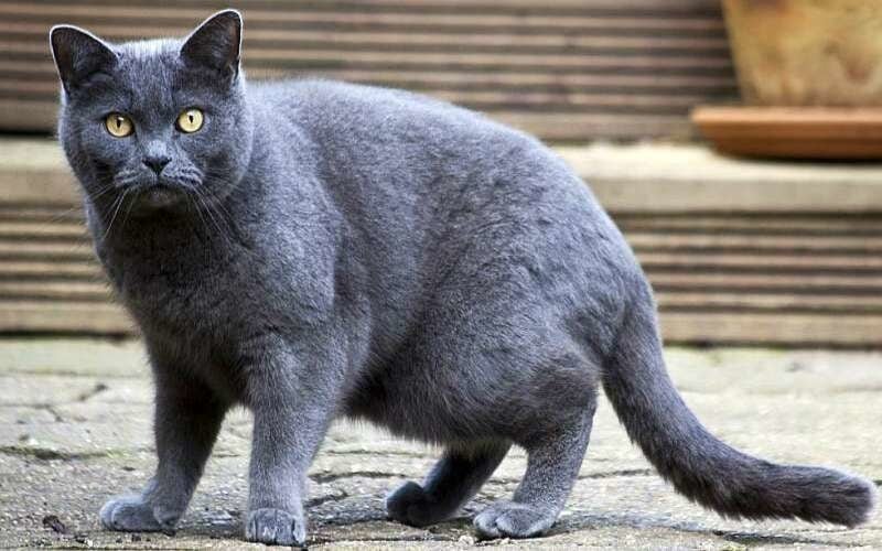 Top 10 largest domestic cats in the world