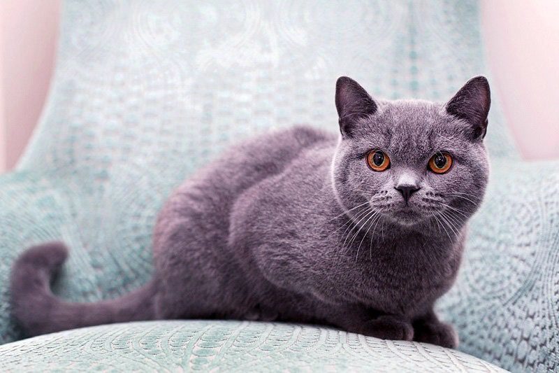 Top 10 largest domestic cats in the world