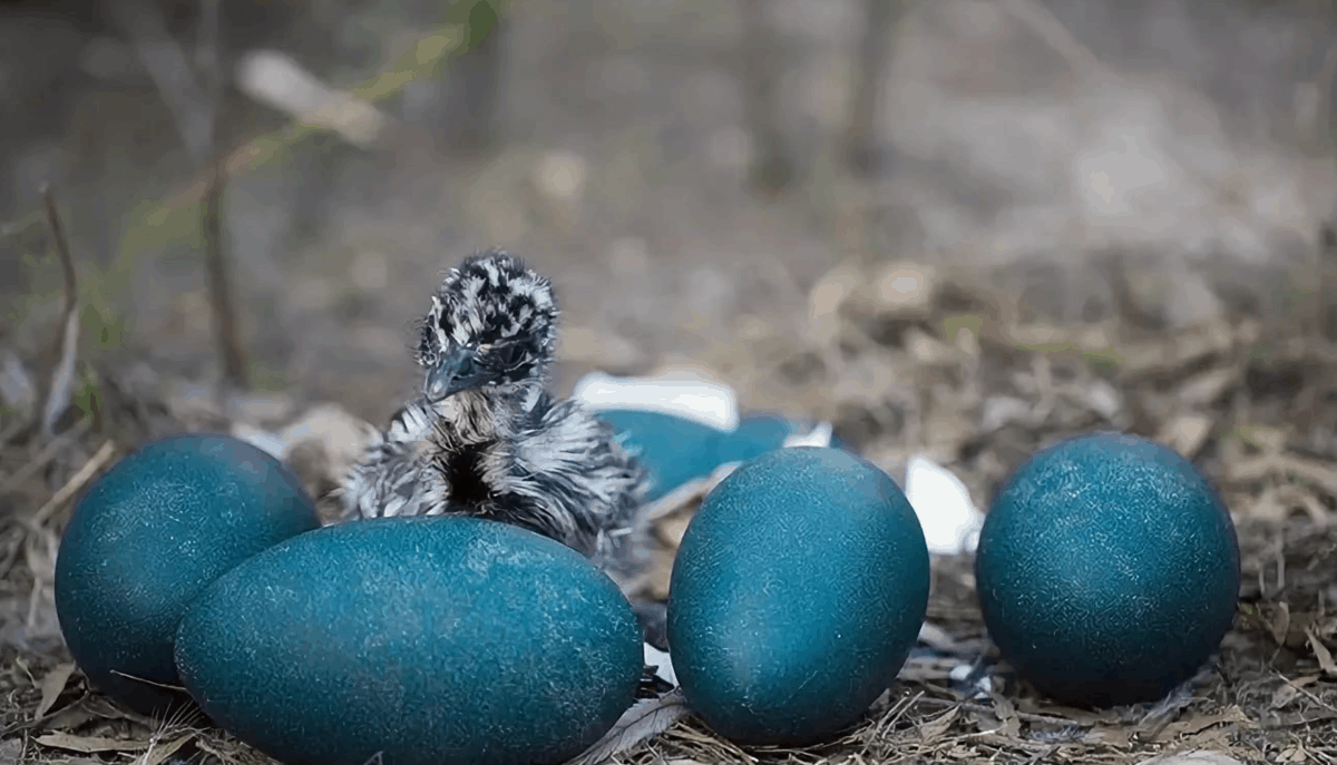 Top 10 largest eggs in animals and birds
