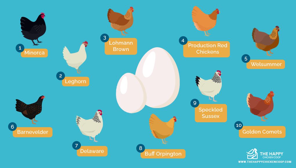 Top 10 largest eggs in animals and birds