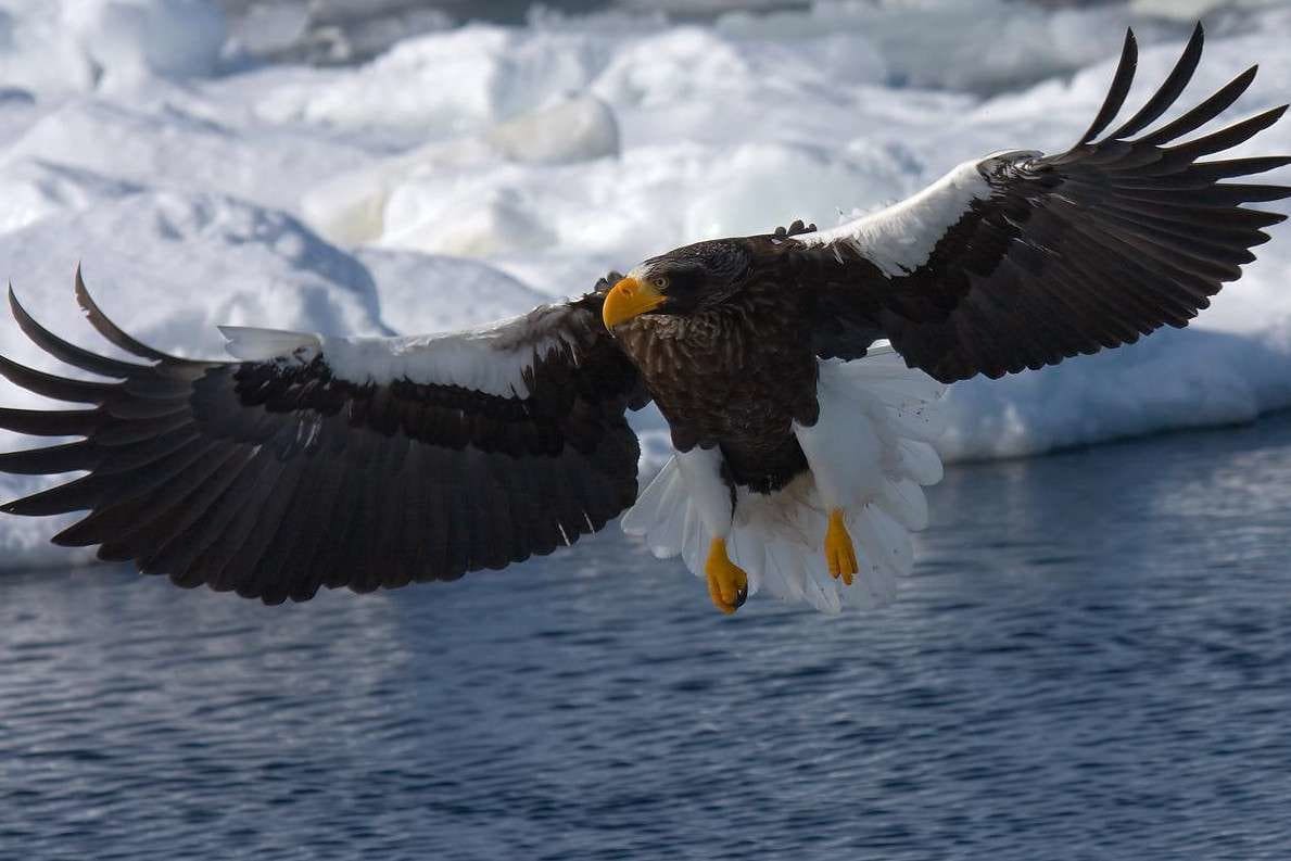 Top 10 largest flying birds in the world
