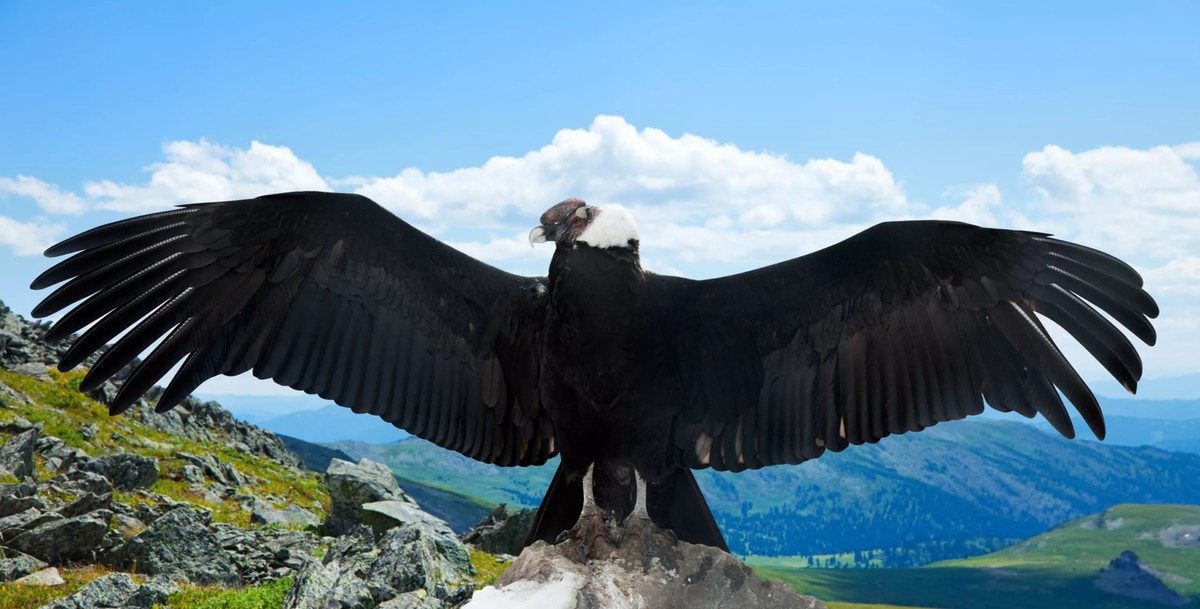 Top 10 largest flying birds in the world