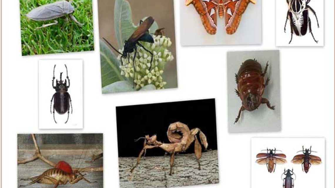 Top 10 largest insects in the world