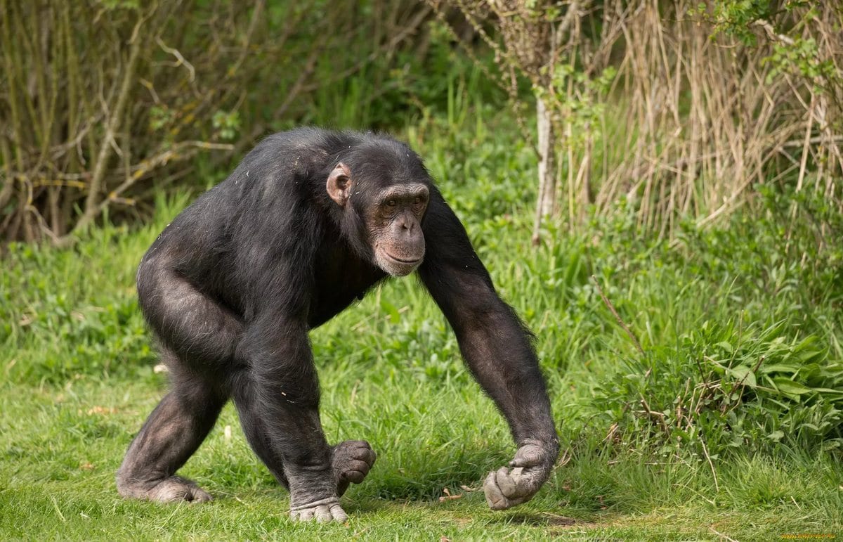 Top 10 largest monkey breeds in the world