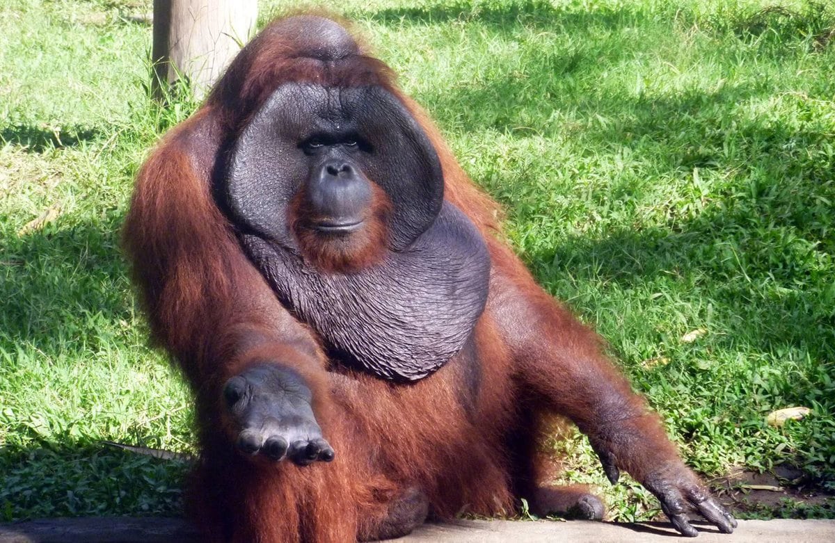 Top 10 largest monkey breeds in the world