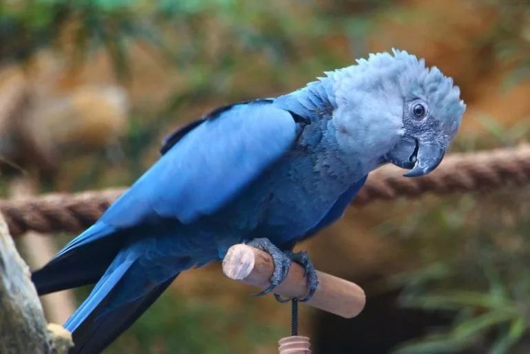 Top 10 largest parrots in the world