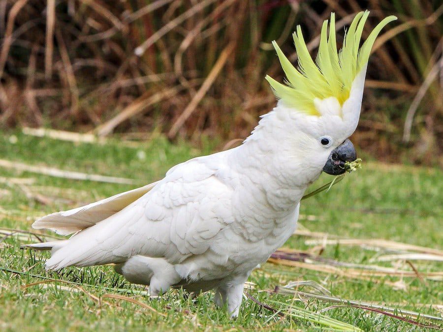 Top 10 largest parrots in the world