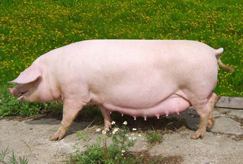 Top 10 largest pig breeds