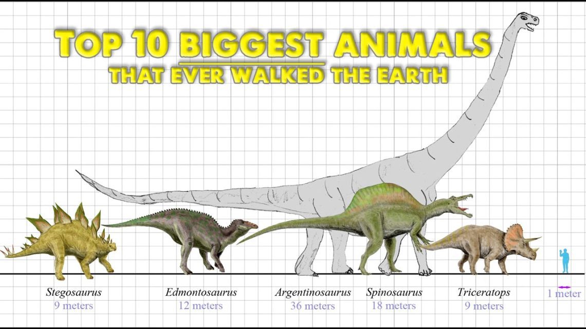 Top 10 largest predators on Earth