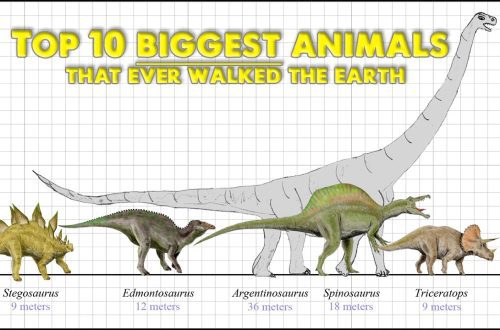 Top 10 largest predators on Earth