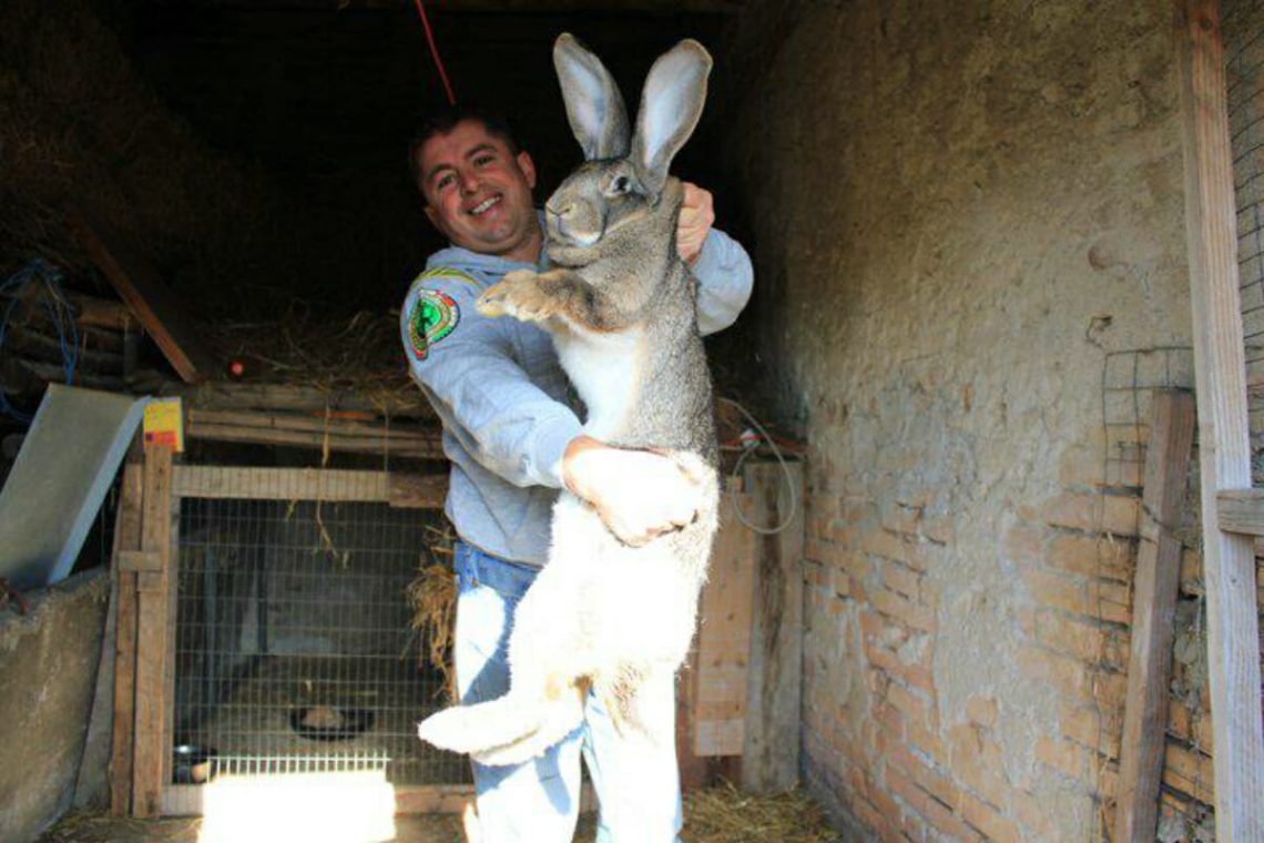 Top 10 Largest Rabbit Breeds