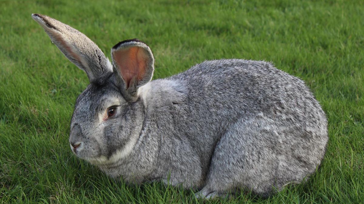Top 10 Largest Rabbit Breeds