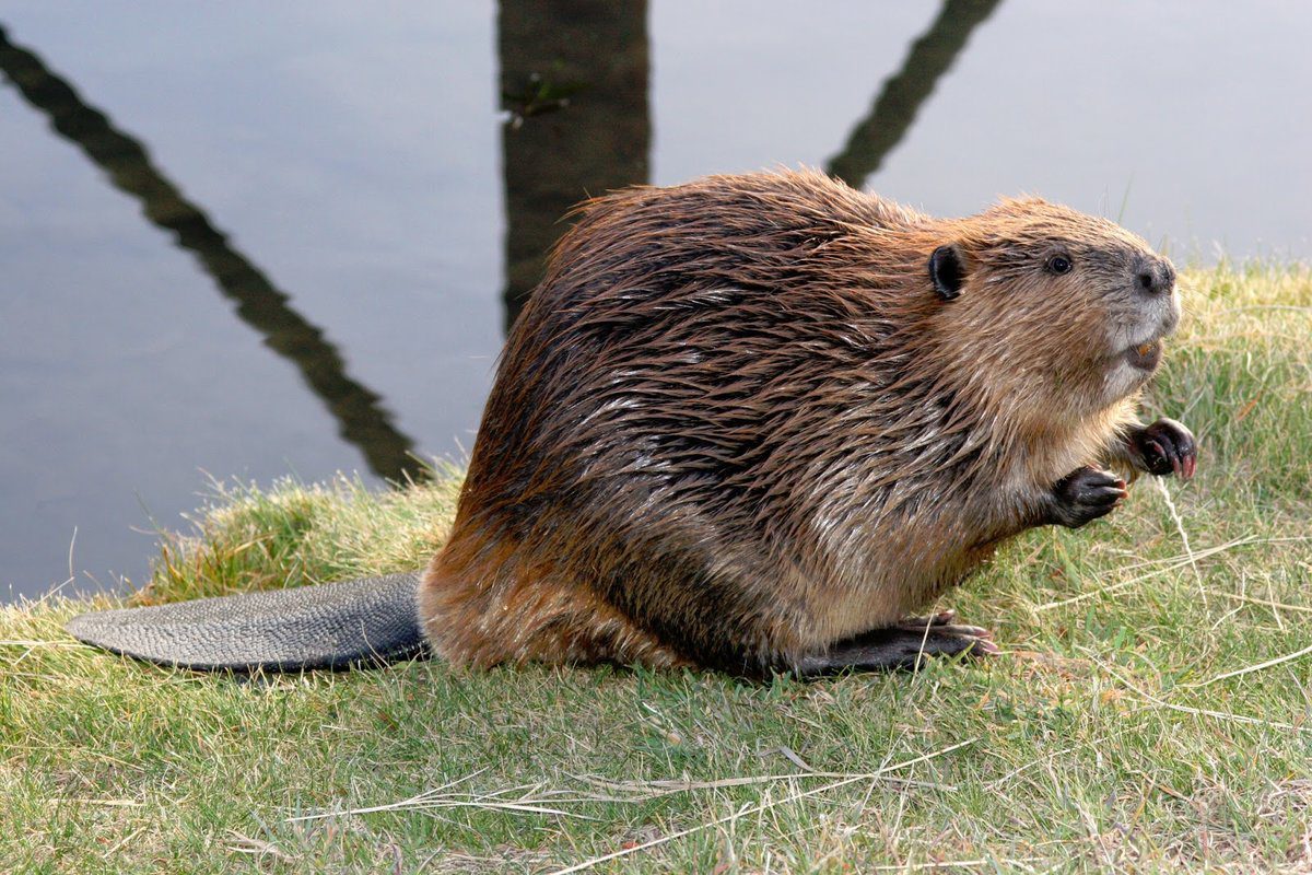 Top 10 largest rodents in the world