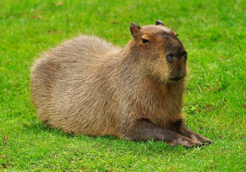 Top 10 largest rodents in the world