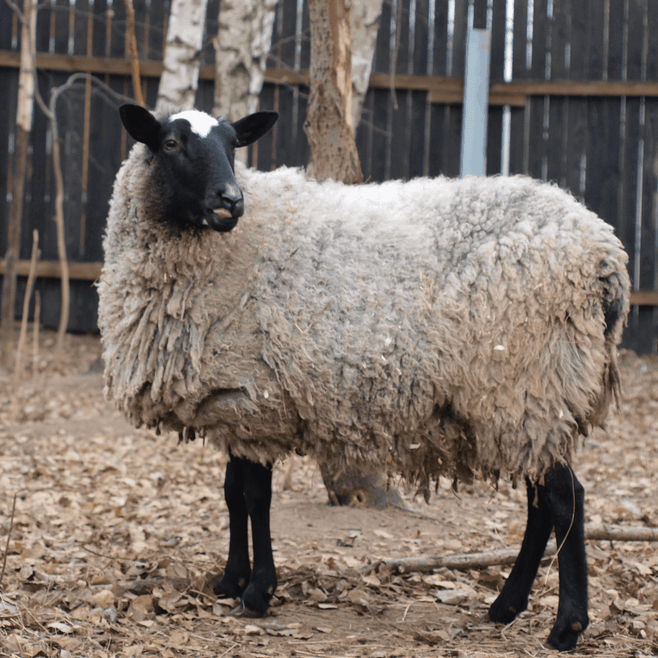 Top 10 largest sheep breeds in the world