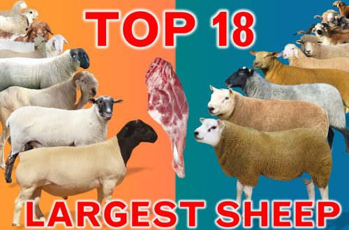 Top 10 largest sheep breeds in the world