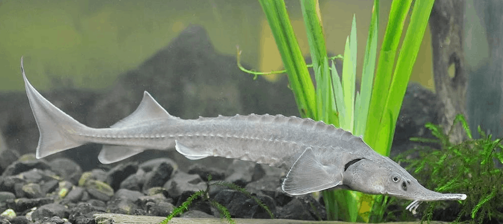 Top 10 largest sturgeons in the world