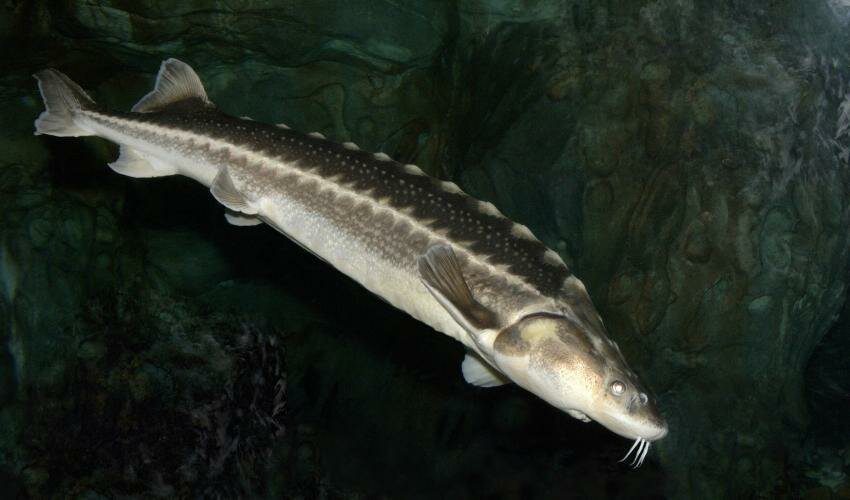 Top 10 largest sturgeons in the world