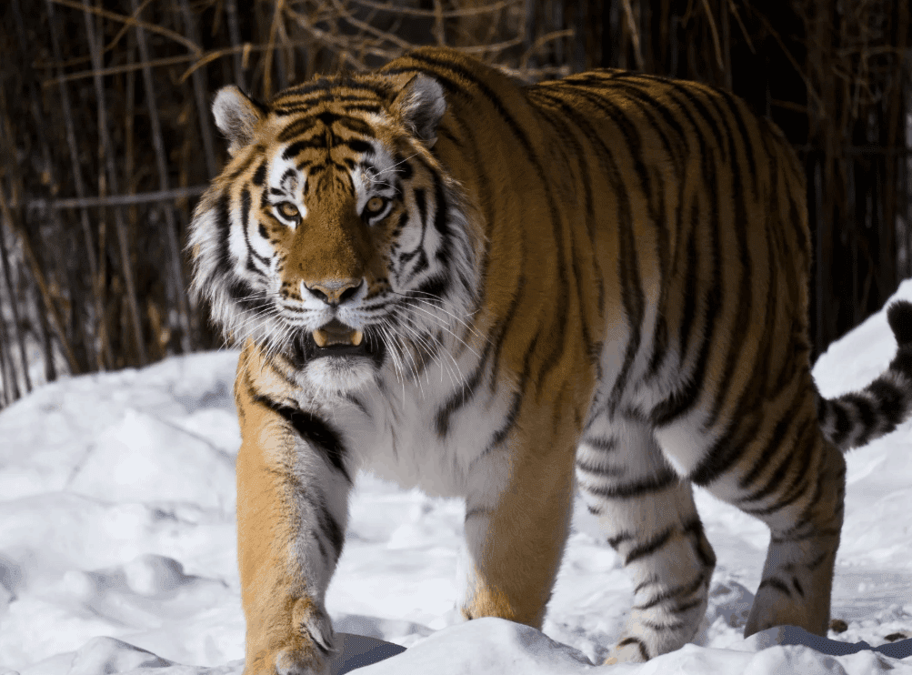 Top 10 largest tiger species in the world