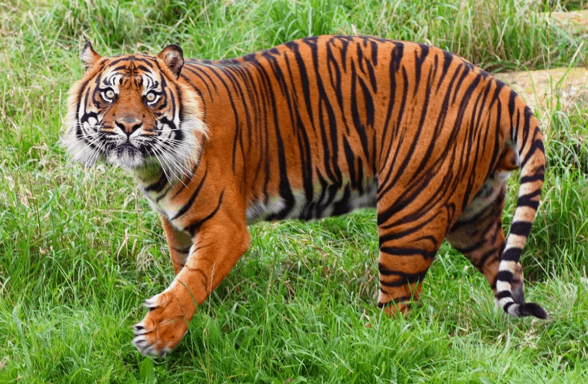 Top 10 largest tiger species in the world
