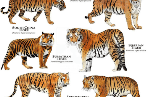 10 suurimat tiigriliiki maailmas