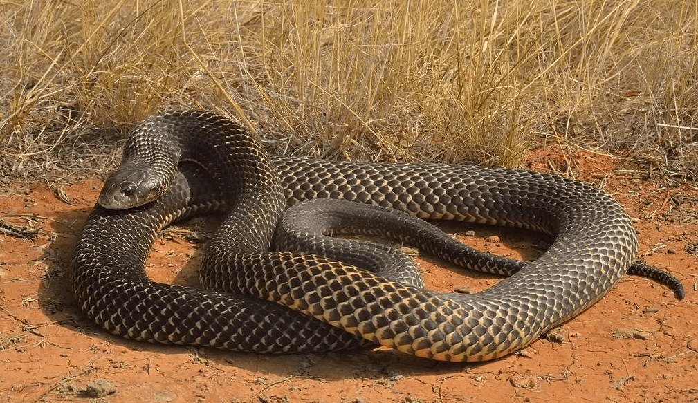 Top 10 longest snakes in the world - incredible record holders