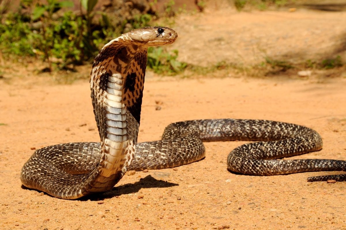 Top 10 longest snakes in the world - incredible record holders