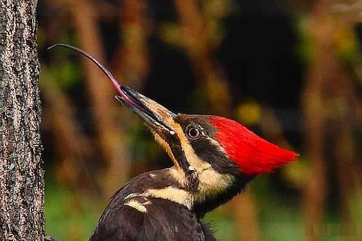 Top 10 longest tongues in birds and animals