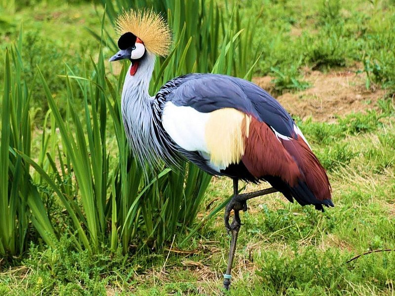 Top 10 most beautiful birds in the world
