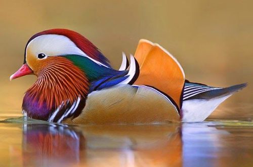 Top 10 most beautiful birds in the world