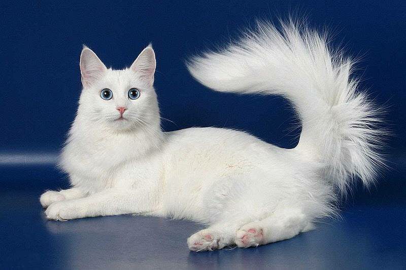 Top 10 most beautiful cat breeds in the world