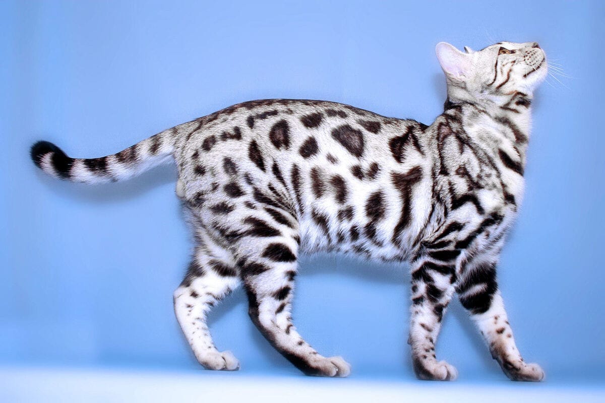 Top 10 most beautiful cat breeds in the world