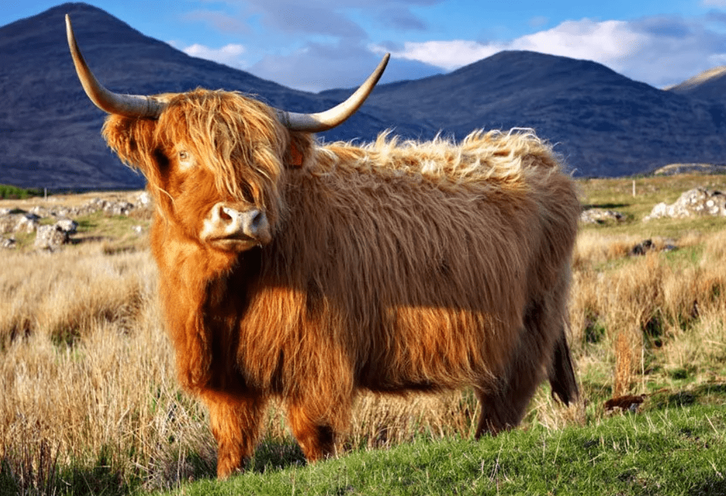 Top 10 most beautiful cow breeds in the world with names and photos