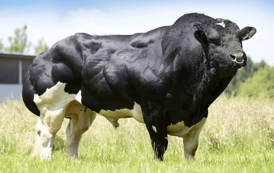 Top 10 most beautiful cow breeds in the world with names and photos