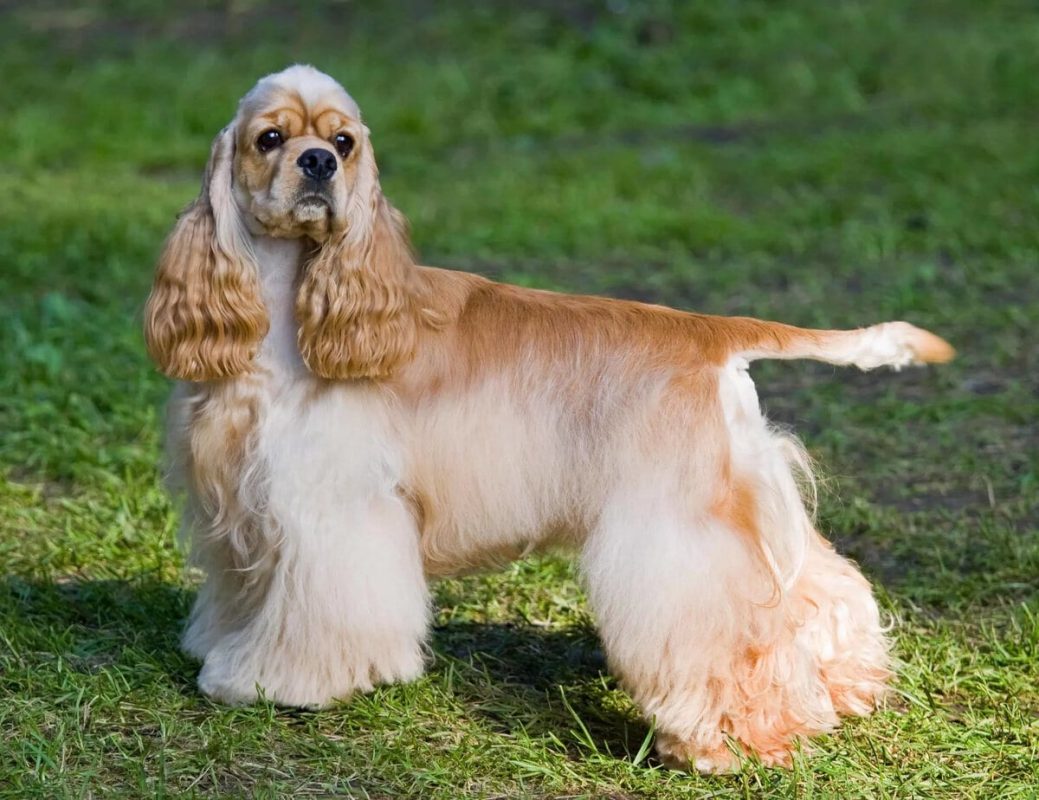 Top 10 most beautiful dog breeds in the world