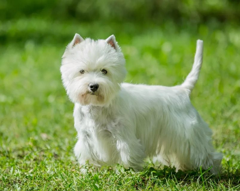 Top 10 most beautiful dog breeds in the world