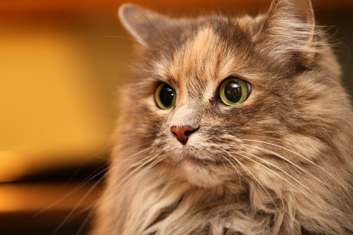 Top 10 most beautiful names for cat-girls of different breeds