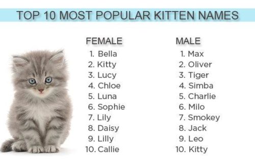 10 kõige ilusamat nime erinevat tõugu kassitüdrukutele